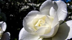 En Familia con Alfredo Rodríguez - Canciones Cubanas dedicadas a Frutas, Plantas y Flores
