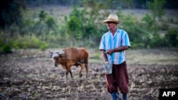 Un campesino de Jiguaní, Granma. (YAMIL LAGE / AFP)