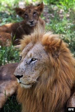 Dos leones descansan bajo la sombra en el Foso de los Leones. Octubre de 2012, en La Habana