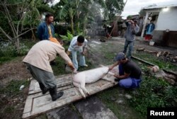 Una familia de campesinos sacrifica un cerdo en Sagua la Grande. REUTERS/Desmond Boylan