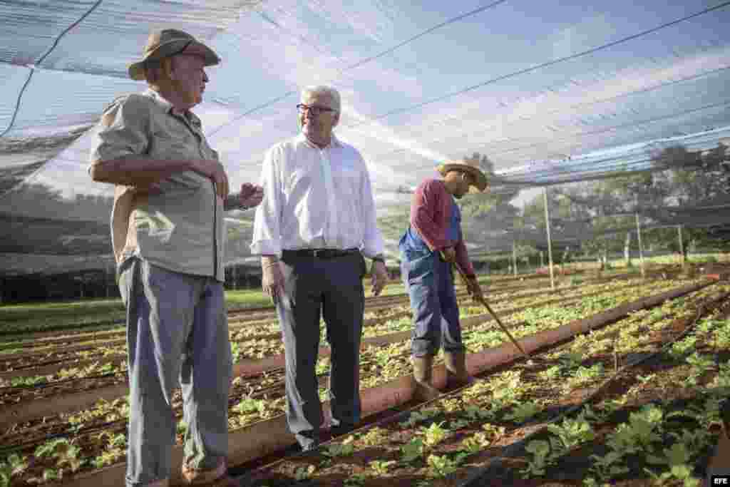 El ministro de Exteriores alemán, Frank-Walter Steinmeier (c), escucha los comentarios de Miguel Ángel Salcines López (i), director del proyecto de agricultura urbana &quot;Vivero Alamar&quot;, durante su visita a La Habana (17 de julio, 2015).