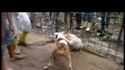 Pelea de perros en Cuba