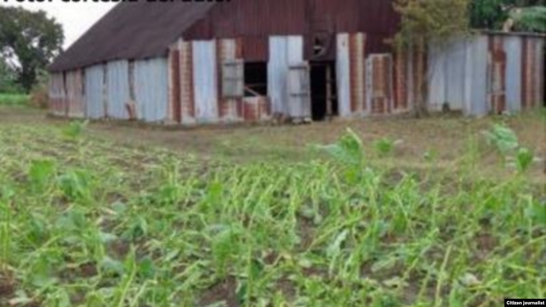 Reporta Cuba. Cosecha de tabaco dañada en Pinar del Río, enero 2016. Foto: Jesús Silva.