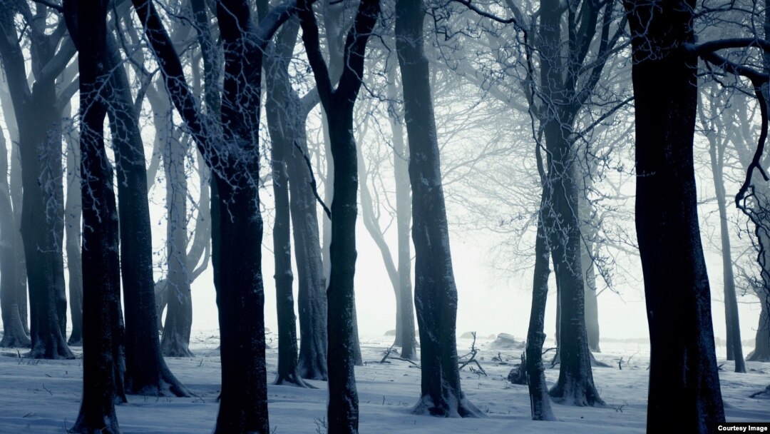 Este bosque es hermoso, oscuro y hondo...