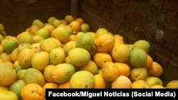 Campesinos piden "libertad" para cosechar mangos en Cuba 