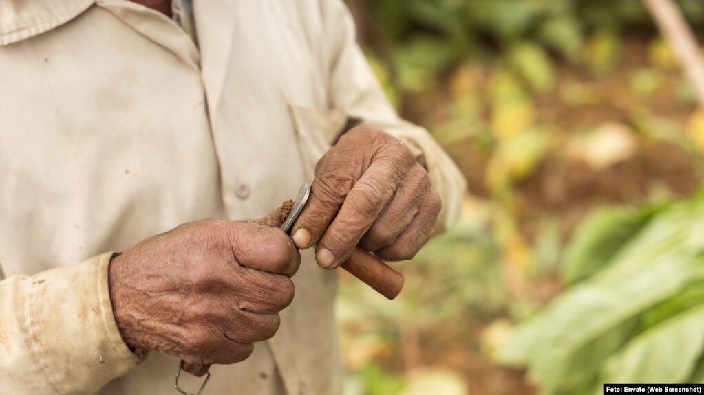 Hombre cortando un puro en una imagen de archivo