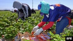 Recolectores de fresas de una granja en California.