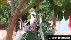 Para despedir el año quemaron un muñecón vestido de verdeolivo