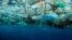 Plásticos contaminan los mares a niveles sin precedentes.