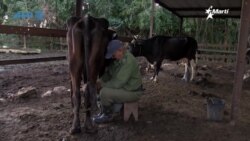 Info Martí | La leche escasea en Cuba y el régimen culpa a Estados Unidos