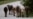 Campesinos no se entusiasman con liberación de venta de carne de res y otros productos en Cuba