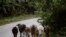 Un campesino pastorea ganado en la granja Aranguito, a las afueras de La Habana / Foto: Desmond Boylan - Reuters