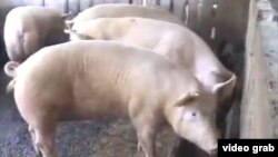 Cochiquera estatal en la provincia de Villaclara, la principal productora de carne de cerdo del país.