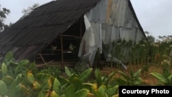 Foto muestra las malas condiciones de un casa de secado de tabaco en San Juan y Martínez. (Cortesía: Osmani Poveda)
