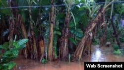 Cultivos inundados en la provincia de Matanzas