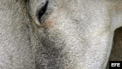 Fotografía de archivo de la cabeza de una cabra. 
