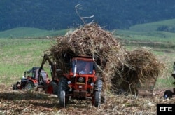 Tractores y alzadoras transportan caña de azúcar.