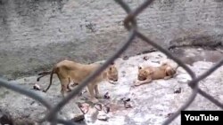 Leones en zoo cubano