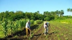 Decomiso de tierras en usufructo a campesinos cubanos