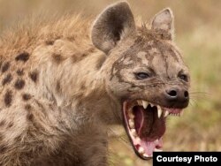 Zoológico de Manzanillo. "La hiena estaba tan flaca que parecía un gato".