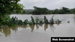 Cultivos de plátanos inundados en la provincia de Cienfuegos.