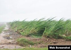 Campos de caña de azúcar dañados por el huracán Irma en Cuba