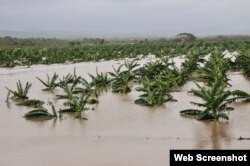 Inundaciones por Irma afectan platanciones agrícolas.