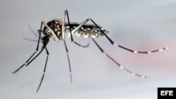 Mosquito transmisor del dengue, "Aedes Aegypti"