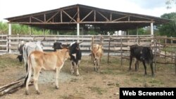 El proyecto está diseñado para apoyar el desarrollo ganadero en Camagüey. (Archivo)