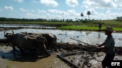 Campesinos cubanos preparan el terreno para la siembra de arroz