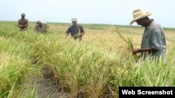 Caída en producción afecta suministro y precio del arroz en Cuba