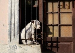 Un perro en una ventana con rejas de una vivienda en La Habana. REUTERS/Desmond Boylan/Archivo