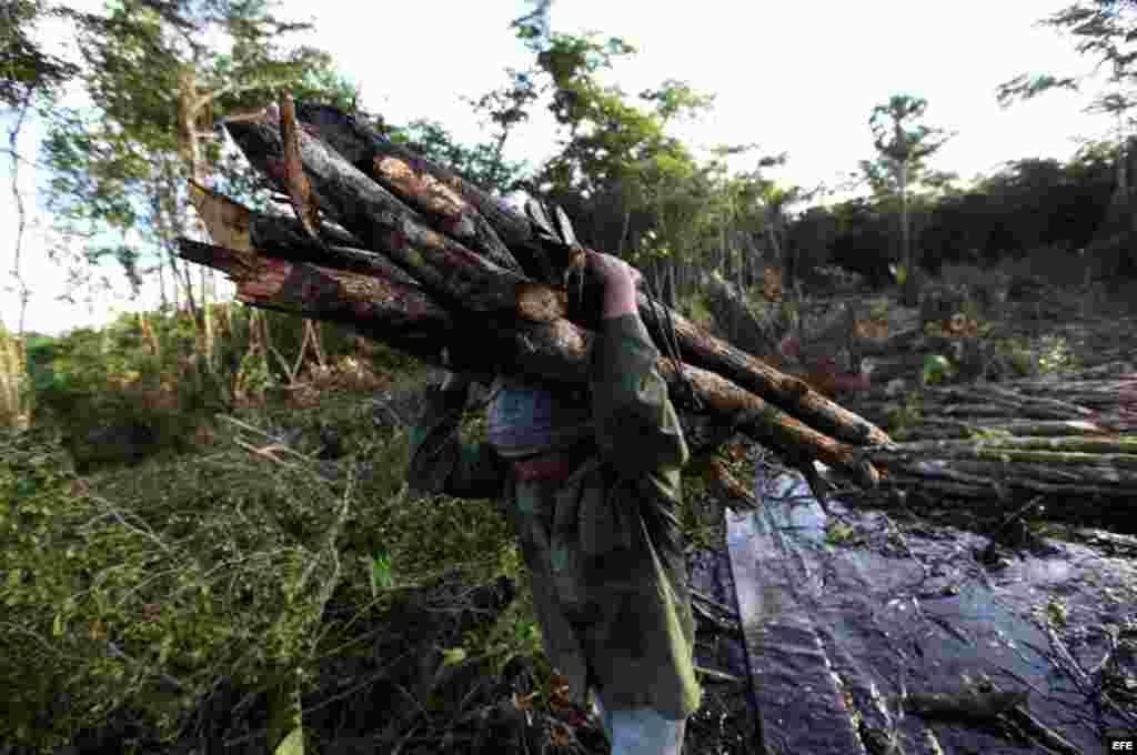 Campesino acarrea madera recién cortada para hacer carbón en Nueva Paz, La Habana.