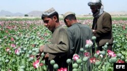 Unos granjeros sacan el opio de los capullos de las adormideras en sus campos de las afueras de Kandahar, Pakistán. EFE/HUMAYOUN SHIAB