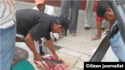 Reporta Cuba venta huesos de res Isla de Pinos foto Adel López