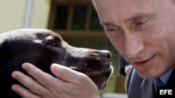 Vladimir Putin, acaricia a un perro labrador de nombre "Tonik" durante el encuentro con perros rescatistas de Rusia. 