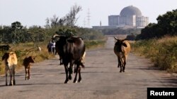 Las vacas pastorean en los alrededores de la abandonada planta nuclear de Juraguá, en Cienfuegos. (REUTERS/Desmond Boylan/Archivo)