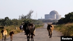 Las vacas pastorean en los alrededores de la abandonada planta nuclear de Juraguá. 