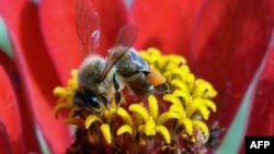El gobierno propone crear siete millones de acres en terrenos federales más agradables para las abejas.