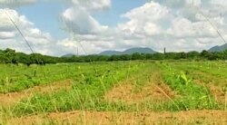 Un alto porciento de las tierras cultivables en Cuba permanecen ociosas, como este campo en Pinar del Río.