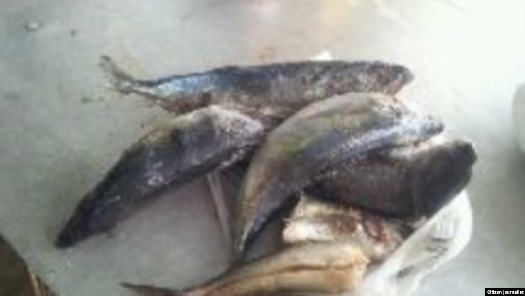Pescado de dietas para enfermos foto Janny Dachel