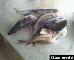 Dieta de pescado para enfermos de SIDA / foto Janny Dachel