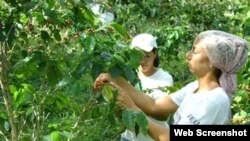 Coffee plantations in Cuba 