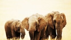 Los elefantes