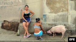 Dos mujeres dan de beber a un cerdo en un barrio de Santiago de Cuba. EFE