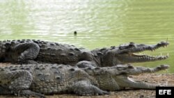 Dos ejemplares de cocodrilos americanos (Crocodylus Acutus) que permanecen en un criadero artificial en el pueblo de Manzanillo, en la oriental provincia de Granma, Cuba. Archivo.