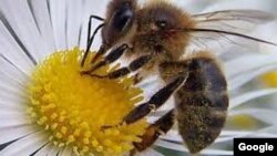 La exposición a los pesticidas redujo la densidad de abejas silvestres.