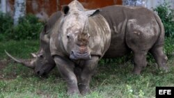 Unos rinocerontes camina por la Pradera Africana del Zoológico Nacional de Cuba hoy,octubre de 2012, en La Habana (Cuba). El Parque Zoológico Nacional de Cuba ampliará y garantizará la continuidad de su colección de animales africanos con un donativo de 2