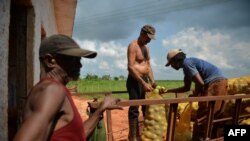 Imagen de archivo de campesinos en Cuba / Foto: Yamil Lage (AFP)