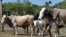 Venden leche en mal estado en Cienfuegos